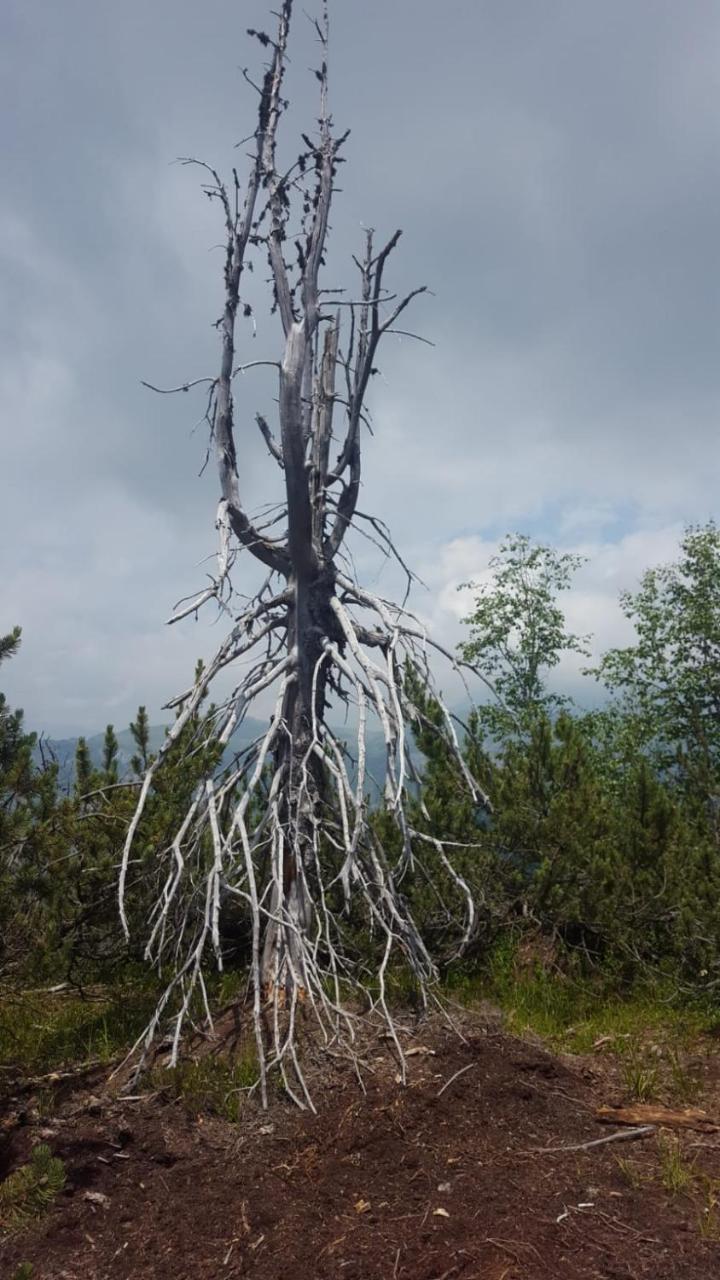 Hotel Garni Al Nardis Carisolo Buitenkant foto